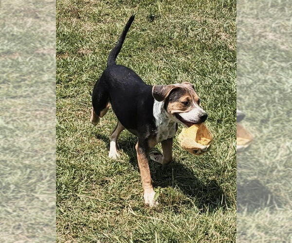 Medium Photo #3 Mountain Cur-Unknown Mix Puppy For Sale in Ridgefield, CT, USA