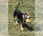 Small #2 Mountain Cur Mix