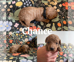 Small Photo #19 Goldendoodle (Miniature) Puppy For Sale in NASHVILLE, TN, USA