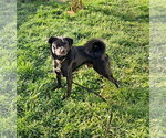 Small Shiba Inu Mix