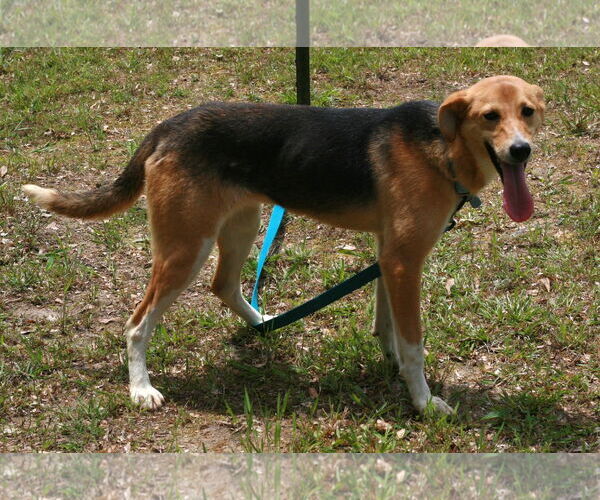 Medium Photo #5 German Shepherd Dog-Whippet Mix Puppy For Sale in Attalka, AL, USA