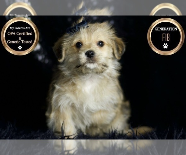 Medium Photo #1 Morkie Puppy For Sale in WARSAW, IN, USA