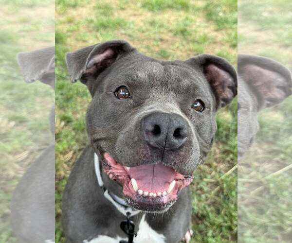 Medium Photo #2 American Pit Bull Terrier-Unknown Mix Puppy For Sale in Millersville, MD, USA