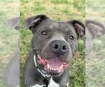 Small #1 American Pit Bull Terrier Mix