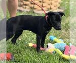 Small #2 Labrador Retriever Mix
