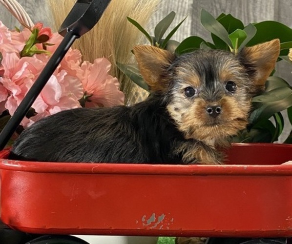 Medium Photo #4 Yorkshire Terrier Puppy For Sale in CANOGA, NY, USA