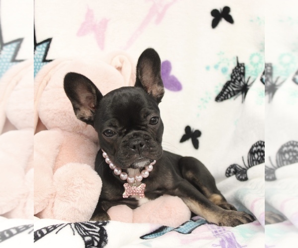 Medium Photo #1 French Bulldog Puppy For Sale in PORT SAINT LUCIE, FL, USA