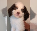 Small #1 Bernedoodle-Cavapoo (Miniature) Mix