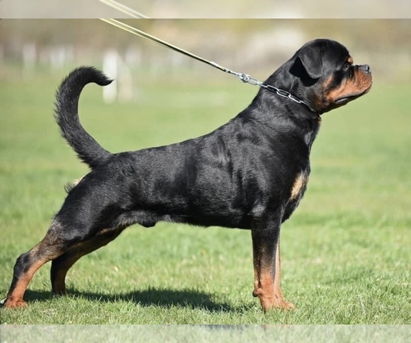 Medium Photo #12 Rottweiler Puppy For Sale in HOUSTON, AR, USA