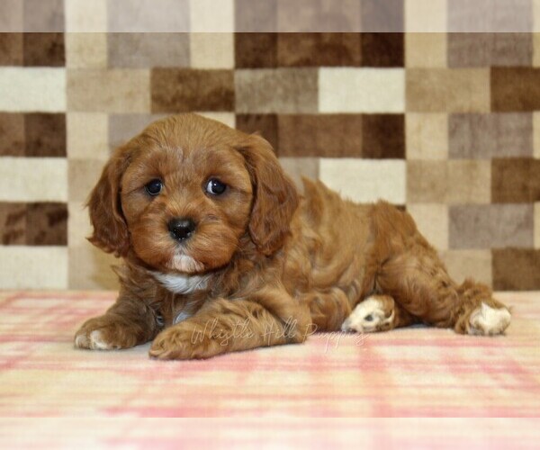 Medium Photo #2 Cavapoo (Miniature) Puppy For Sale in DENVER, PA, USA