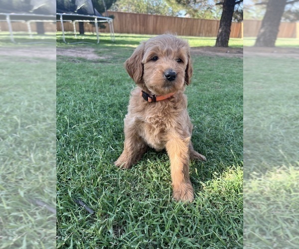 Medium Photo #1 Goldendoodle Puppy For Sale in LUBBOCK, TX, USA