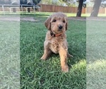 Small Photo #1 Goldendoodle Puppy For Sale in LUBBOCK, TX, USA