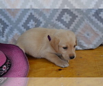 Small #1 Labrador Retriever