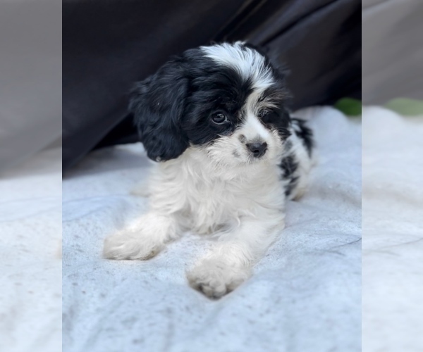 Medium Photo #2 Cavalier King Charles Spaniel-Goldendoodle Mix Puppy For Sale in NILES, MI, USA