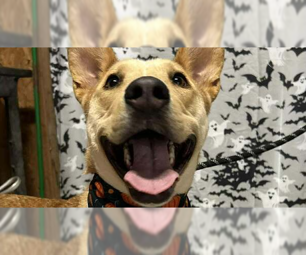 Medium Photo #1 Mutt Puppy For Sale in Abbeville, LA, USA