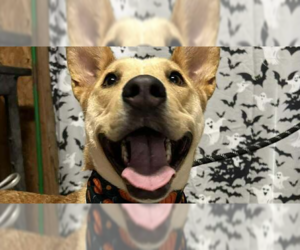 Mutt Dogs for adoption in Abbeville, LA, USA