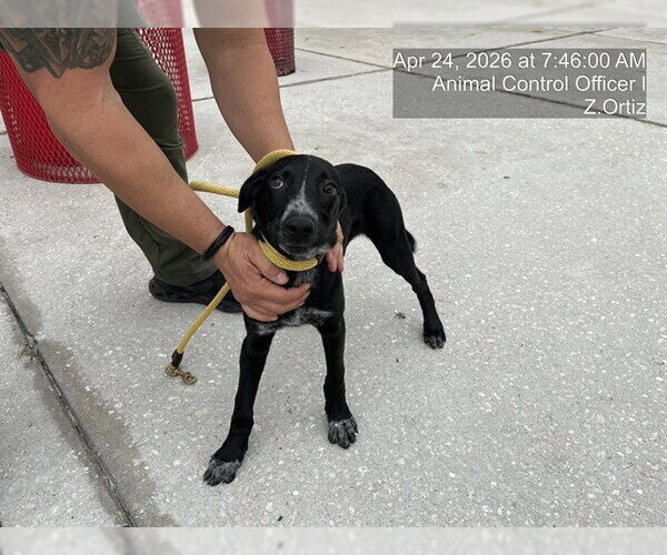 Medium Photo #1 Labrador Retriever-Unknown Mix Puppy For Sale in Naples, FL, USA
