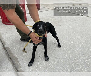 Labrador Retriever-Unknown Mix Dogs for adoption in Naples, FL, USA