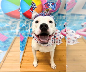 Mutt Dogs for adoption in Bryant, AR, USA