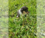 Small Photo #5 Pembroke Welsh Corgi Puppy For Sale in RICHLAND, MO, USA