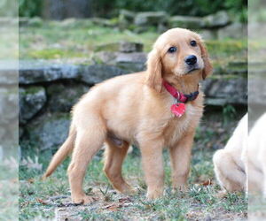 Golden Retriever Dogs for adoption in Enfield, CT, USA
