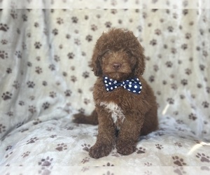 Miniature Labradoodle Puppy for sale in LAKELAND, FL, USA