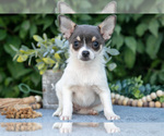 Puppy Bubbles Chihuahua