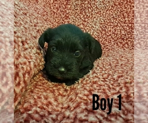 Schnauzer (Miniature) Puppy for sale in LAKEVILLE, OH, USA