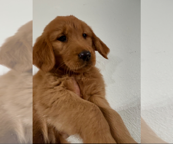 Medium Photo #3 Golden Retriever Puppy For Sale in DAVENPORT, FL, USA