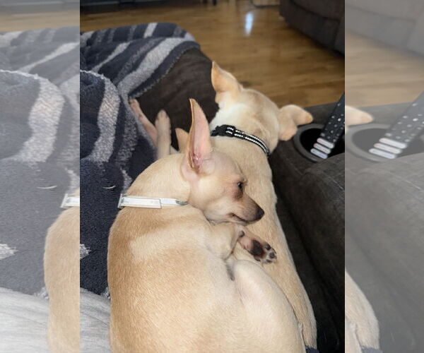 Medium Photo #5 Chihuahua Puppy For Sale in Orlando, FL, USA