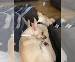 Small #4 Chihuahua