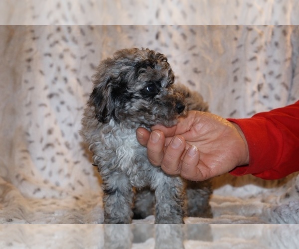 Medium Photo #23 Poodle (Toy) Puppy For Sale in DYERSBURG, TN, USA