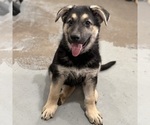 Small Photo #40 German Shepherd Dog Puppy For Sale in BRIGHTON, CO, USA