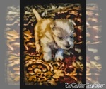 Small #2 West Highland White Terrier