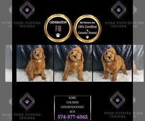 Goldendoodle (Miniature) Puppy for sale in WARSAW, IN, USA