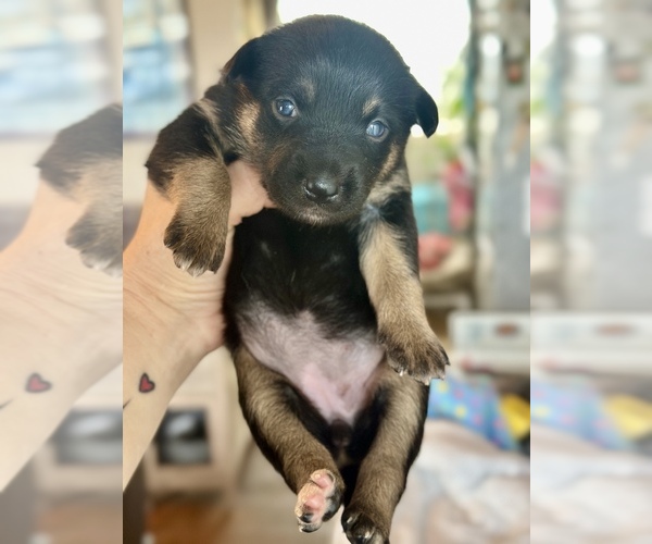 Medium Photo #11 Border Kelpie Puppy For Sale in CAMAS, WA, USA