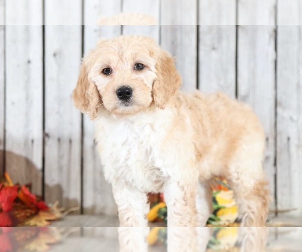 Medium Photo #3 Goldendoodle Puppy For Sale in MOUNT VERNON, OH, USA