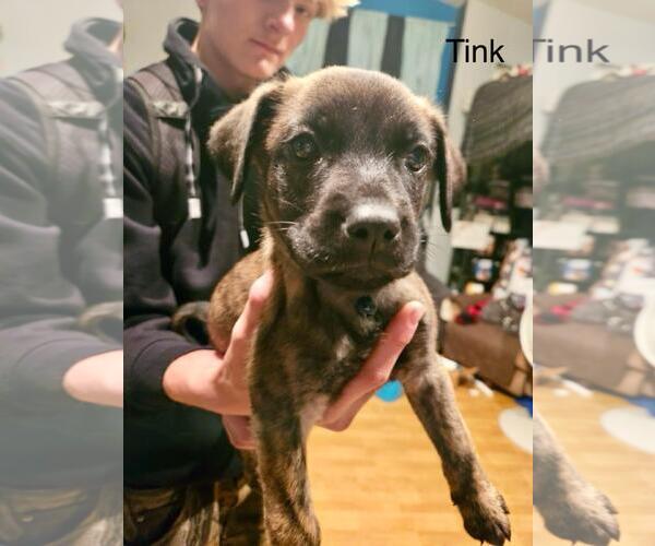Medium Photo #1 German Shepherd Dog-Unknown Mix Puppy For Sale in Incline Village, NV, USA