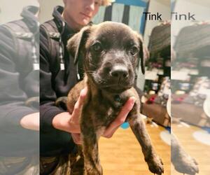 Medium German Shepherd Dog Mix