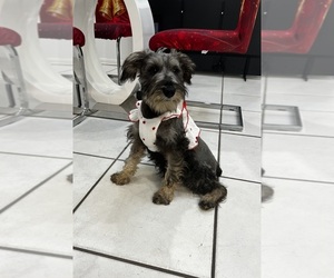 Schnauzer (Miniature) Puppy for sale in TAMPA, FL, USA