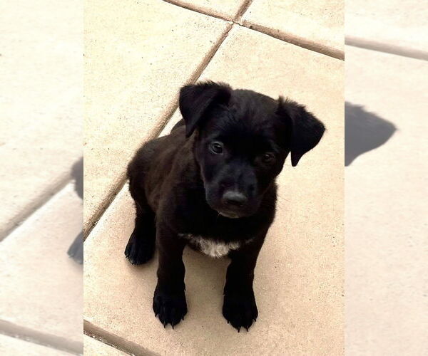 Medium Photo #3 Border Collie-Unknown Mix Puppy For Sale in San Diego, CA, USA