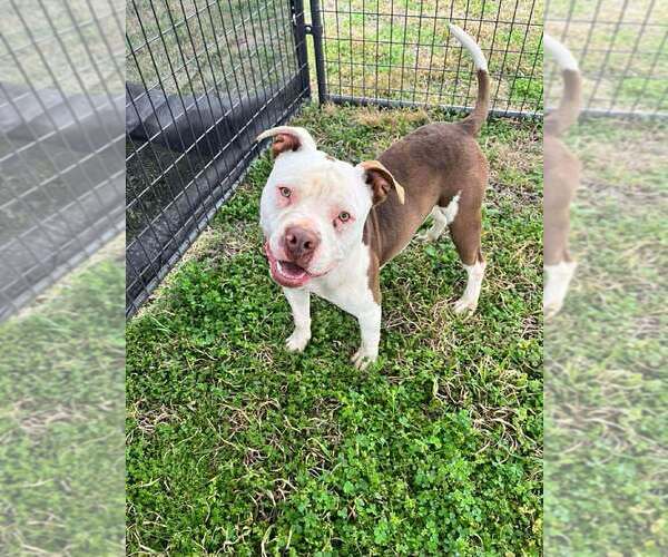 Medium Photo #4 Mutt Puppy For Sale in Abbeville, LA, USA
