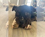 Small Staffordshire Bull Terrier Mix