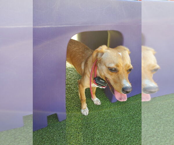 Medium Photo #7 Chihuahua-Labrador Retriever Mix Puppy For Sale in Virginia Beach, VA, USA
