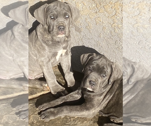 Medium Photo #1 Cane Corso Puppy For Sale in MORENO VALLEY, CA, USA