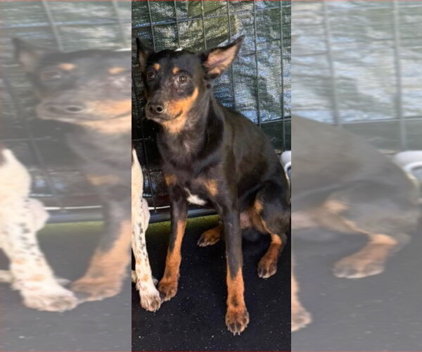 Medium Photo #2 Miniature Pinscher Puppy For Sale in Bloomingdale, NJ, USA