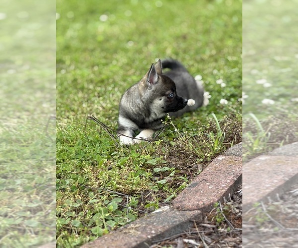 Medium Photo #8 Alaskan Klee Kai-Pomsky Mix Puppy For Sale in ATHENS, WI, USA