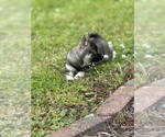Small #7 Alaskan Klee Kai-Pomsky Mix