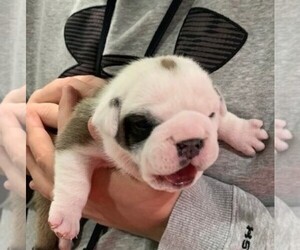 English Bulldog Puppy for sale in COLUMBUS JUNCTION, IA, USA