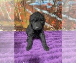 Puppy Mikaela Labradoodle